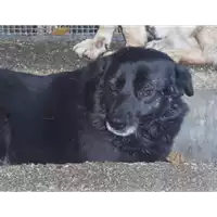 Foto dell\'animale Comune di Montefredane - 941000001574080