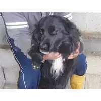 Foto dell\'animale Comune di Castelpoto - 941000001415050