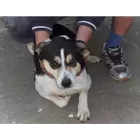 Foto dell\'animale Comune di Puglianello - 941000001851615