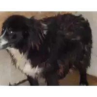 Foto dell\'animale Comune di Montefredane - 380260040654218