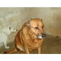 Foto dell\'animale Comune di Campolattaro - 941000001709601