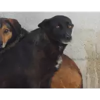 Foto dell\'animale Comune di Puglianello - 941000001159313