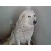 Foto dell\'animale Comune di Vitulano - 380260041238806