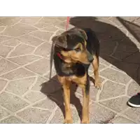 Foto dell\'animale Comune di Vitulano - 380260041184245