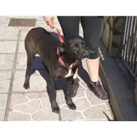 Foto dell\'animale Comune di Rotondi - 380260041822777