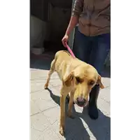 Foto dell\'animale Comune di Altavilla Irpina - 380260042526828