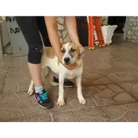 Foto dell\'animale Comune di Montemiletto - 380260042484049