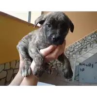 Foto dell\'animale Comune di Montemiletto - 380260042484188