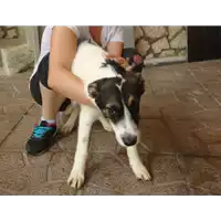 Foto dell\'animale Comune di Montemiletto - 380260042483847