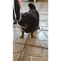 Foto dell\'animale Comune di Altavilla Irpina - 380260042525409