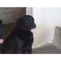 Foto dell\'animale Comune di Prata P. U. - 380260042078235
