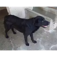 Foto dell\'animale Comune di Prata P. U. - 380260042060309