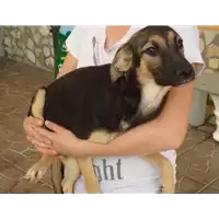 Foto dell\'animale Comune di Summonte - 380260042477691