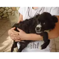 Foto dell\'animale Comune di Sant' Angelo a Scala - 380260042525377