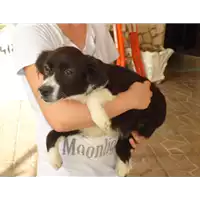Foto dell\'animale Comune di Sant' Angelo a Scala - 380260042526866