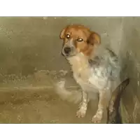 Foto dell\'animale  - 380260042344284