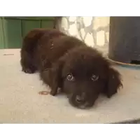 Foto dell\'animale Comune di Ospedaletto d'Alpinolo - 380260042483450