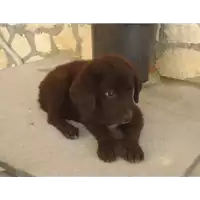 Foto dell\'animale Comune di Ospedaletto d'Alpinolo - 380260042486890