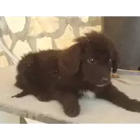 Foto dell\'animale Comune di Ospedaletto d'Alpinolo - 380260042487026
