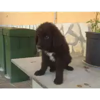 Foto dell\'animale Comune di Ospedaletto d'Alpinolo - 380260042486506