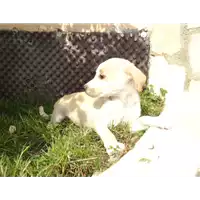 Foto dell\'animale Comune di Prata P. U. - 380260042483189