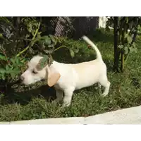 Foto dell\'animale Comune di Prata P. U. - 380260042479737