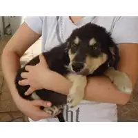 Foto dell\'animale Comune di Pietrastornina - 380260042525302