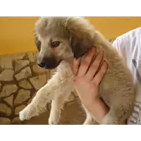 Foto dell\'animale Comune di Pietrastornina - 380260042525541
