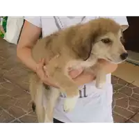 Foto dell\'animale Comune di Pietrastornina - 380260042525160