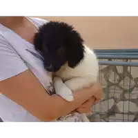 Foto dell\'animale Comune di Pietrastornina - 380260042525079