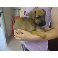 Foto dell\'animale Comune di Altavilla Irpina - 380260042526572
