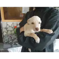 Foto dell\'animale Comune di Altavilla Irpina - 380260042526893