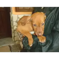 Foto dell\'animale Comune di Altavilla Irpina - 380260042526909