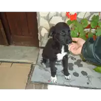 Foto dell\'animale Comune di Altavilla Irpina - 380260042526045
