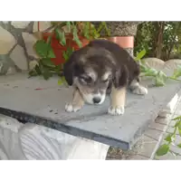 Foto dell\'animale Comune di Pietrastornina - 380260042524541