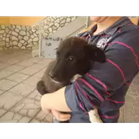 Foto dell\'animale Comune di Grottolella - 380260042525322