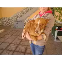 Foto dell\'animale Comune di Altavilla Irpina - 380260042524538