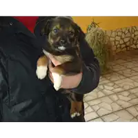 Foto dell\'animale Comune di Prata P. U. - 380260042524037