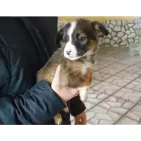 Foto dell\'animale Comune di Prata P. U. - 380260042526453