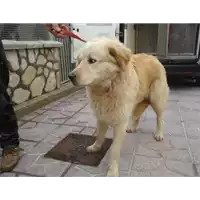Foto dell\'animale  - 380260041114321