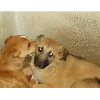 Foto dell\'animale Comune di Grottolella - 380260042524474