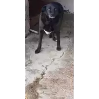 Foto dell\'animale Comune di Sant' Angelo a Scala - 380260042479637