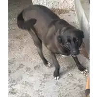 Foto dell\'animale Comune di Sant' Angelo a Scala - 380260042480065