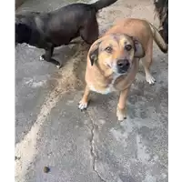Foto dell\'animale Comune di Sant' Angelo a Scala - 380260042480064