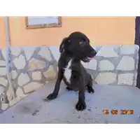 Foto dell\'animale Comune di Sant' Angelo a Scala - 380260042480166