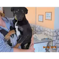 Foto dell\'animale Comune di Castelpoto - 380260042755495