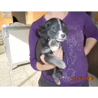 Foto dell\'animale  - 380260042671727