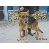 Foto dell\'animale  - 380260042759093