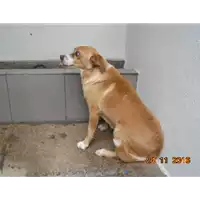 Foto dell\'animale  - 380260042756469