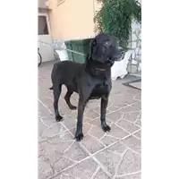 Foto dell\'animale Comune di Altavilla Irpina - 380260043155476